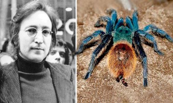 T&igrave;m ra lo&agrave;i nhện mới được đặt t&ecirc;n theo John Lennon 1