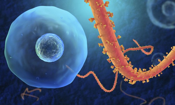 Những đặc điểm biến Ebola trở thành "virus ác quỷ" 5