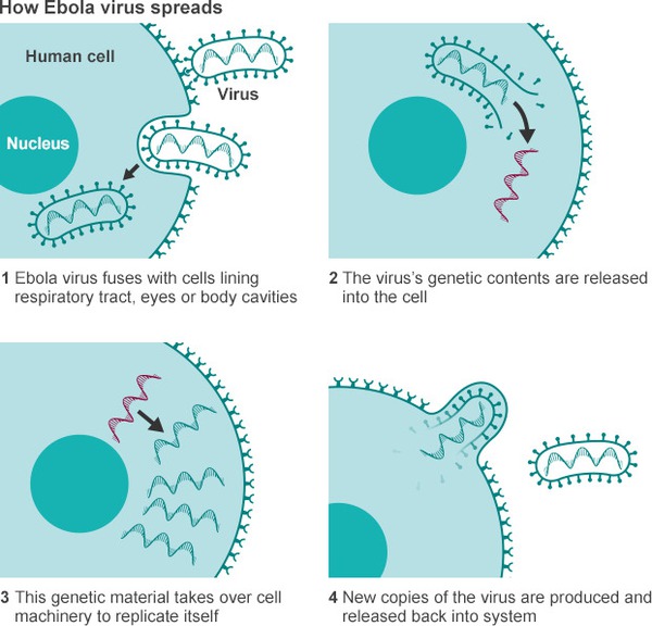 Những đặc điểm biến Ebola trở thành "virus ác quỷ" 6