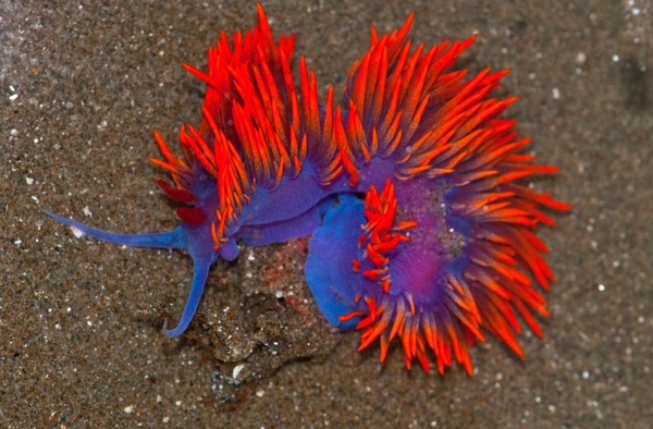 Vẻ đẹp "dựng tóc gáy" của các loài sinh vật dưới lòng đại dương 2