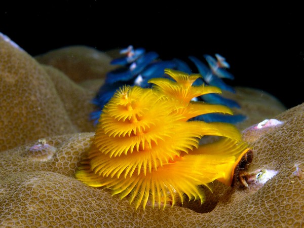 Vẻ đẹp "dựng tóc gáy" của các loài sinh vật dưới lòng đại dương 5