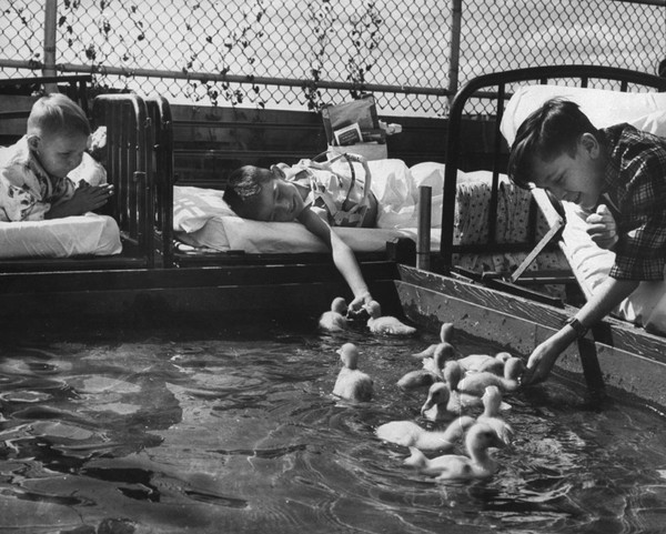 Xem động vật "chữa bệnh" cho trẻ em ở thập niên 50 2