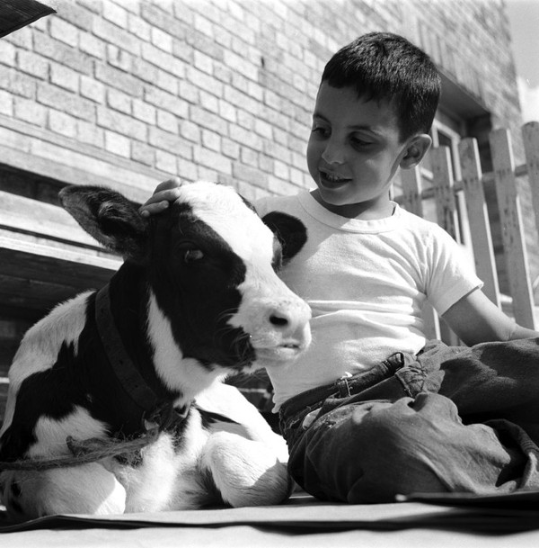 Xem động vật "chữa bệnh" cho trẻ em ở thập niên 50 7