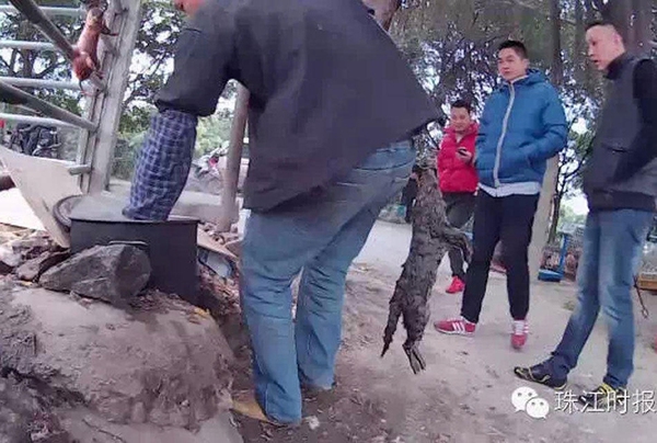Cảnh tượng giết chó mèo tại Trung Quốc khiến người thích ăn thịt chó cũng phải rợn người 1