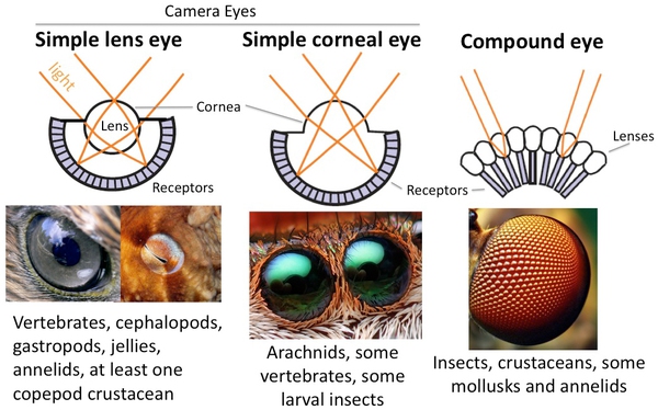Phát triển thành công camera "mắt côn trùng" 3