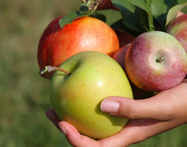 Danh sách trái cây mùa lạnh "thân thiện" với sức khỏe con người 1