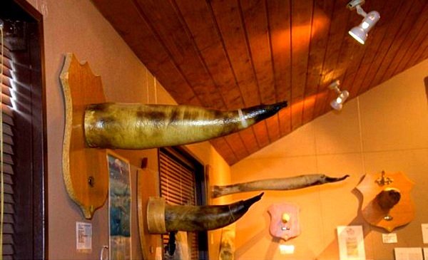 Thăm bảo tàng dương vật siêu shock ở Iceland 8