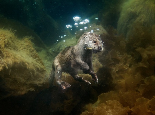 Đi tìm loài "chuột nước" biết bơi dễ thương 9