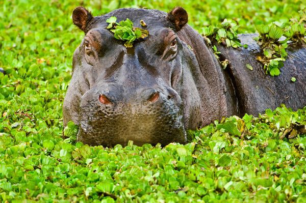 Thói quen đi vệ sinh "kinh dị" của động vật 3