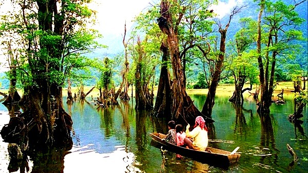Thăm 6 khu rừng "bồng bềnh" tr&ecirc;n mặt nước  1
