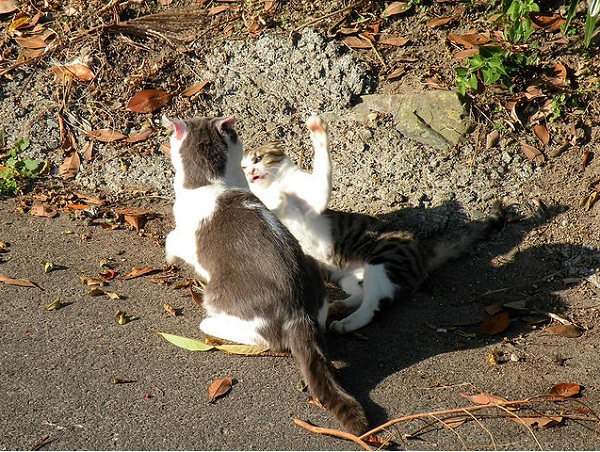Cuộc sống ở các hòn đảo của riêng mèo, thỏ, chuột 3