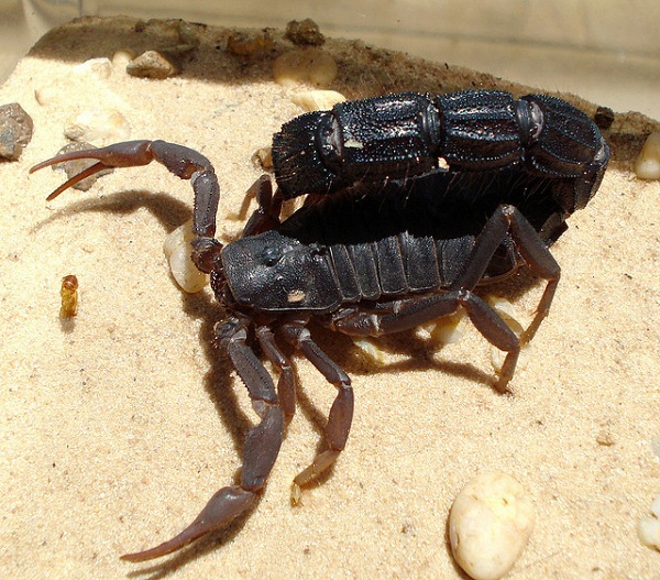 Пища скорпионов. Африканский толстохвостый Скорпион. Parabuthus transvaalicus. Парабутус Трансвааликус Скорпион. Parabuthus Maximus.