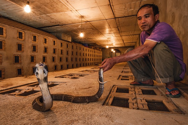 Cận cảnh lò xẻ thịt, lột da rắn ở Indonesia và Việt Nam 10