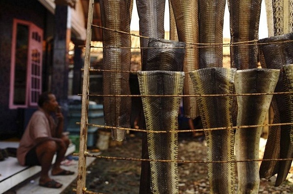 Cận cảnh lò xẻ thịt, lột da rắn ở Indonesia và Việt Nam 1
