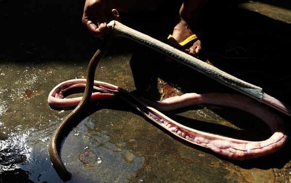 Cận cảnh lò xẻ thịt, lột da rắn ở Indonesia và Việt Nam 3