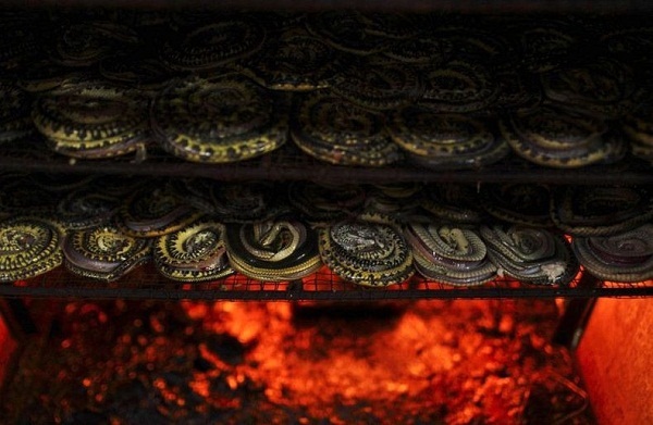 Cận cảnh lò xẻ thịt, lột da rắn ở Indonesia và Việt Nam 7