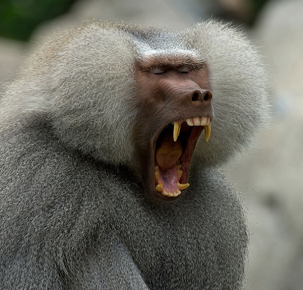 Xem động vật “ngoác miệng khoe răng" y hệt con người 10