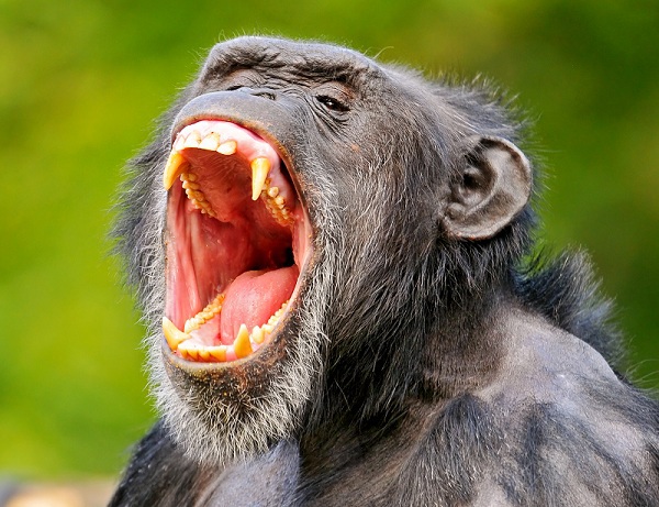 Xem động vật “ngoác miệng khoe răng" y hệt con người 9