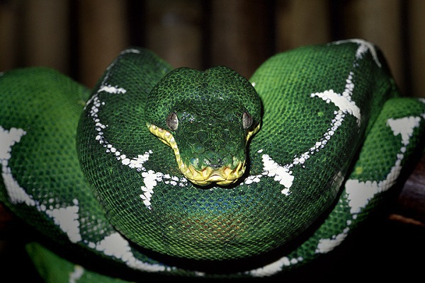 7 loài trăn khổng lồ "đáng gờm" trên Trái đất 2