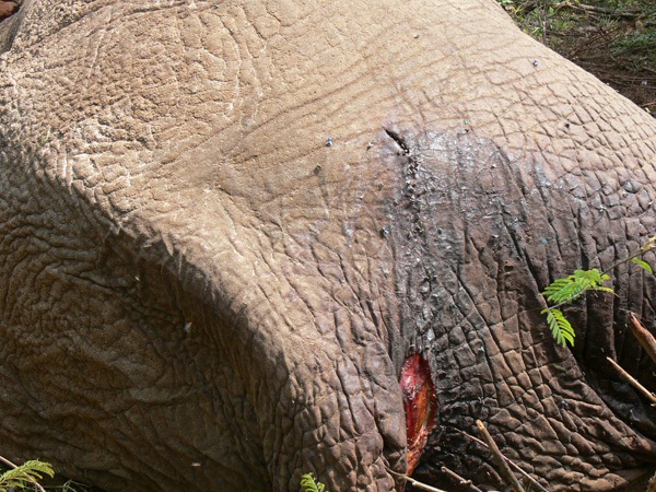 SOS: tháng ngày cuối cùng của loài voi trên Trái đất 12
