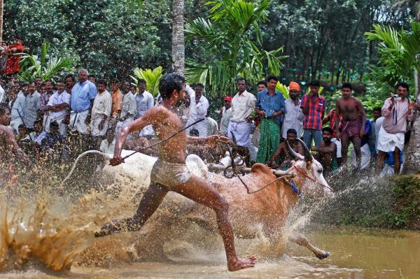 Lễ hội đua bò dưới ruộng "vừa bẩn vừa vui" 5