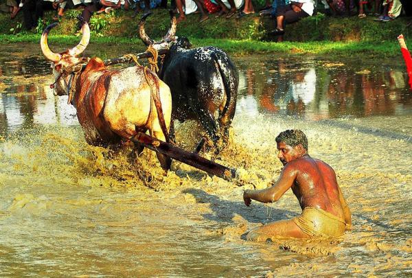 Lễ hội đua bò dưới ruộng "vừa bẩn vừa vui" 8