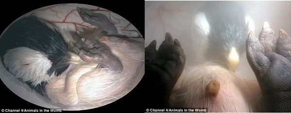 Hình ảnh kinh ngạc về bào thai động vật trong bụng mẹ 3