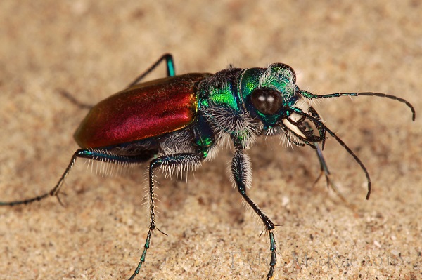 "Vẻ đẹp" hiếm có của các loài bọ trong tự nhiên 8