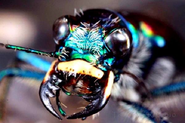Rare "beauty" of bugs in nature 9