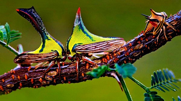 Rare "beauty" of bugs in nature 11