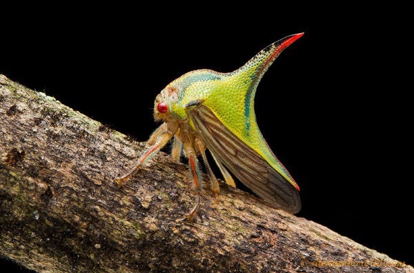 Rare "beauty" of bugs in nature 12