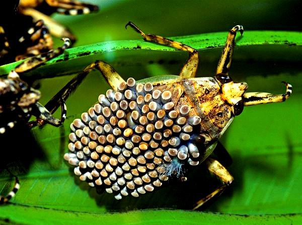"Vẻ đẹp" hiếm có của các loài bọ trong tự nhiên 2