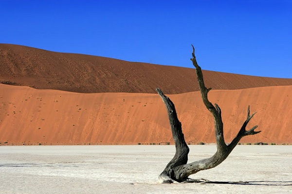 Vẻ đẹp của "đầm lầy chết" 900 năm giữa sa mạc Namib 7