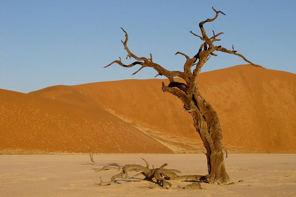 Vẻ đẹp của "đầm lầy chết" 900 năm giữa sa mạc Namib 9