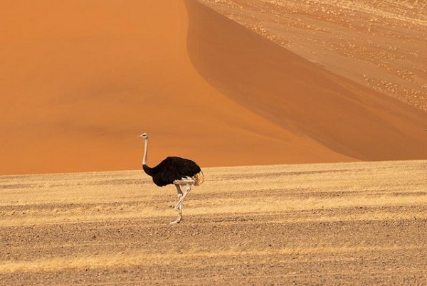 Vẻ đẹp của "đầm lầy chết" 900 năm giữa sa mạc Namib 10