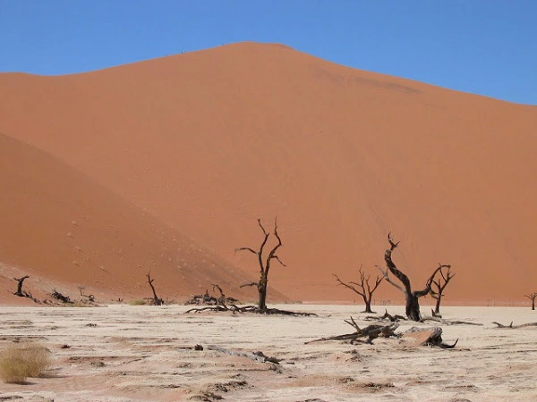 Vẻ đẹp của "đầm lầy chết" 900 năm giữa sa mạc Namib 11
