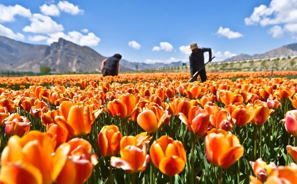 Những thiên đường hoa tulip không đến từ Hà Lan  1