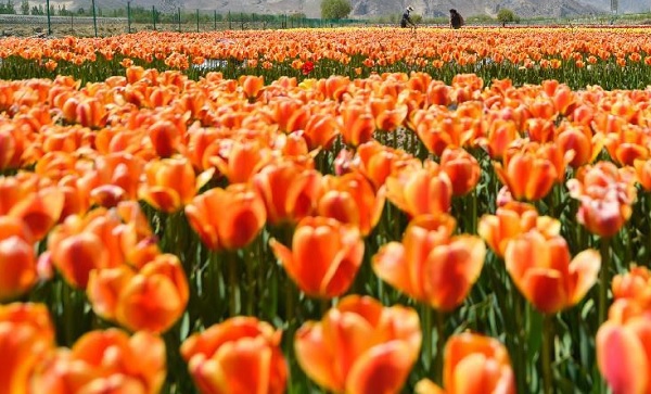 Những thiên đường hoa tulip không đến từ Hà Lan  2