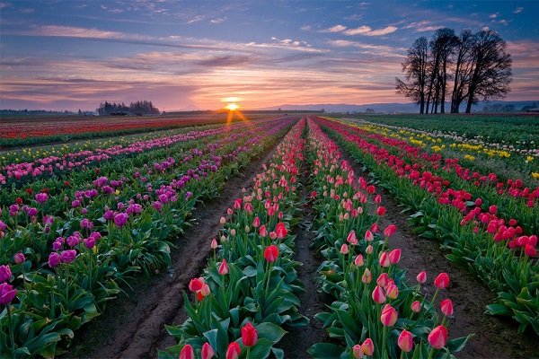 Những thiên đường hoa tulip không đến từ Hà Lan  5