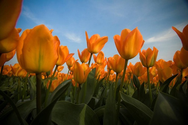 Những thiên đường hoa tulip không đến từ Hà Lan  11