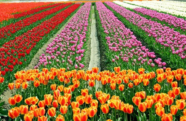 Những thiên đường hoa tulip không đến từ Hà Lan  12