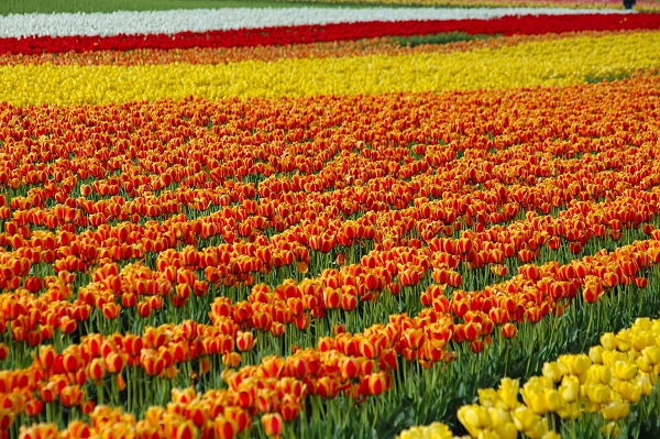 Những thiên đường hoa tulip không đến từ Hà Lan  10