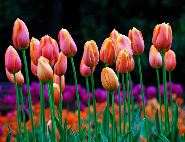 Những thiên đường hoa tulip không đến từ Hà Lan  15