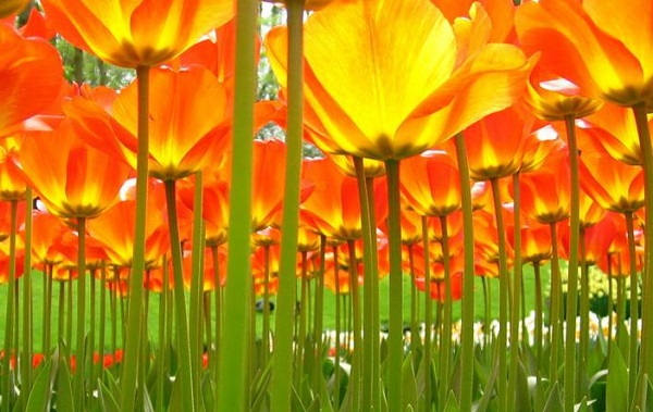 Những thiên đường hoa tulip không đến từ Hà Lan  7