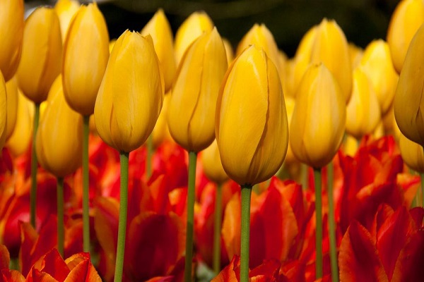 Những thiên đường hoa tulip không đến từ Hà Lan  17