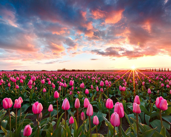 Những thiên đường hoa tulip không đến từ Hà Lan  16