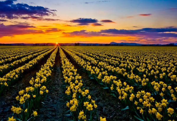 Những thiên đường hoa tulip không đến từ Hà Lan  19