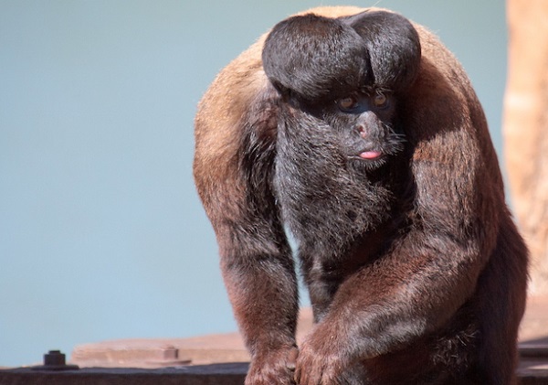 Vẻ đẹp "buồn cười" của những loài khỉ kỳ quặc 11