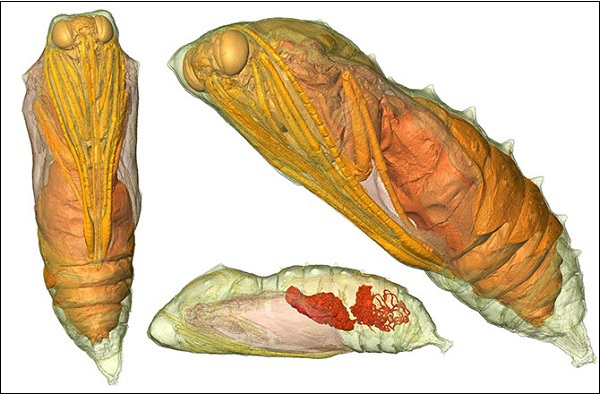 Hình ảnh đa chiều mới nhất của quá trình sâu biến thành bướm 8