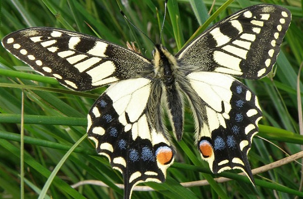 Hình ảnh đa chiều mới nhất của quá trình sâu biến thành bướm 9